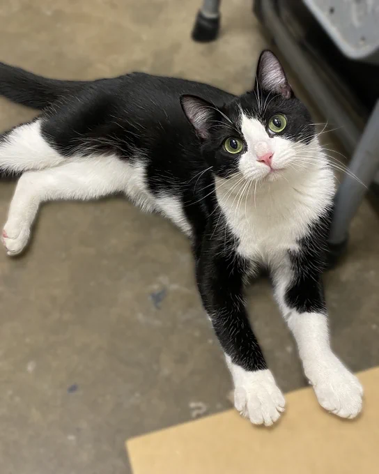 Rescued black and white cat with green eyes named Butters lying on a concrete floor looking up attentively is available for adoption through Lost Dog & Cat Rescue Foundation.