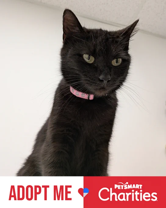 Close-up of a rescued black cat with green eyes named Kara wearing a pink collar against a white background, looking slightly downward is available for adoption through Lost Dog & Cat Rescue Foundation.