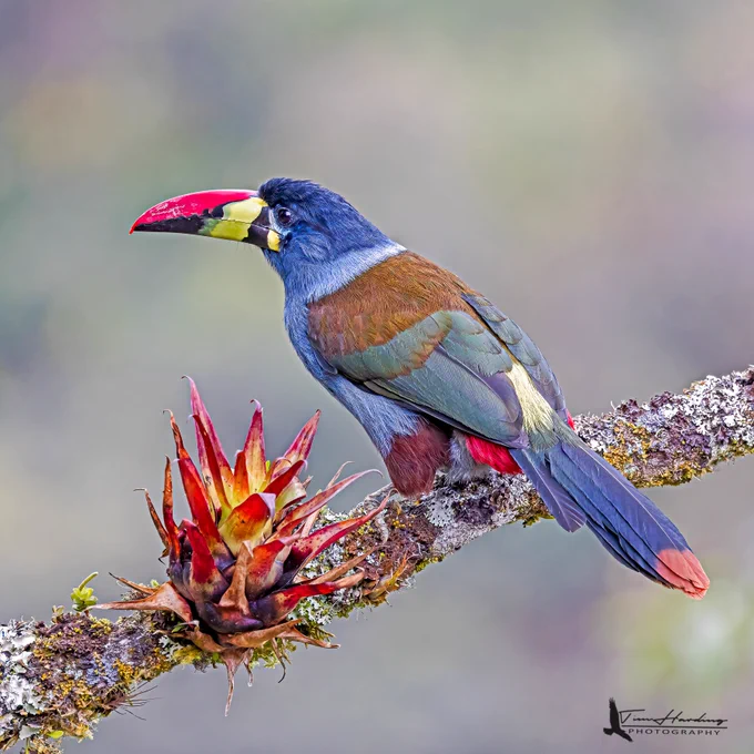 A stunning side-profile of a Gray-breasted Mountain Toucan perched on a lichen-covered branch. The bird has a blue-gray body, brown wings, and a striking multicolored bill with red, yellow, and black sections. A vibrant red bromeliad is in the foreground. The background is a soft, lush green.