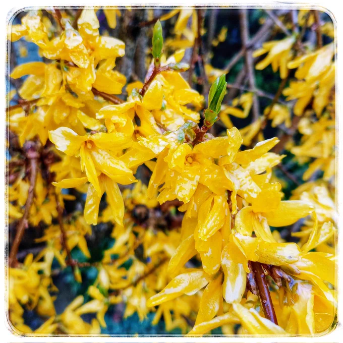 Yellow forsythia boooms