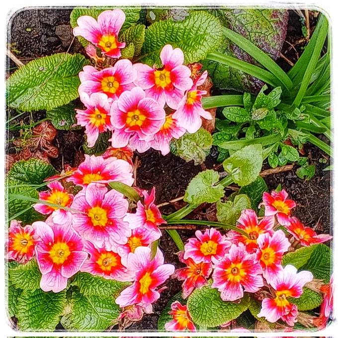 Pink apple blossom primroses