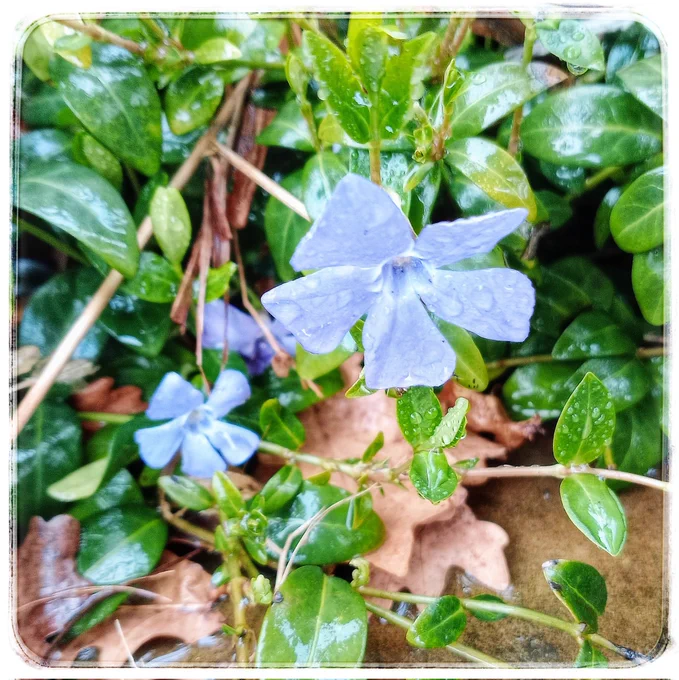 Pretty periwinkle