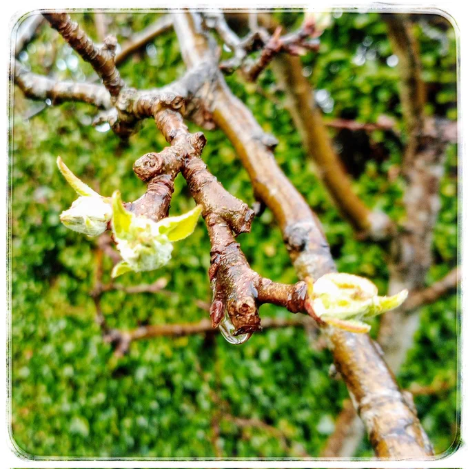 Buds coming on the twisty little garden apple tree