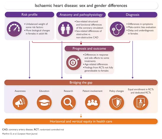 Ischaemic heart disease: sex and gender differences

Risk profile
Anatomy and pathophysiology
• Unbalanced weight of some risk factors
• More biological changes in females in adult life

Anatomy and pathophysiology
• Sex-related structural and functional differences of the coronary circulation
• Sex-related differences of obstructive vs non-obstructive CAD

Diagnosis
• Differences in symptoms
• Male centric bias evaluation
• Delay and underdiagnosis in females

Prognosis and outcome
• Differences in response and side effects to some treatments
• Age-related differences
• Findings from RCTs not fully generalizable to females

Bridging the gap
• Awareness
• Education
• Research
• Patient involvement
• Policy changes
• Equal enrollment in RCTs and dedicated RCTs

Horizontal and vertical equity in health care

CAD, coronary artery disease, RCT, randomized controlled trial

Manfrini O, et al. European Heart Journal