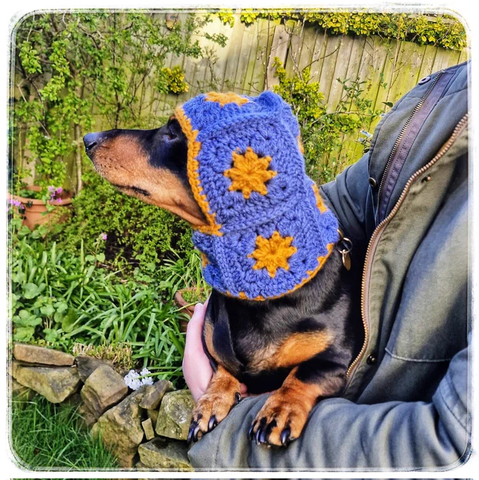 A small sausage dog in a crochet star design barkclava, out in a sunny but cold garden!