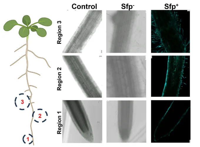 Root map of young tomato seedlings showing regions of root colonization by B. subtilis PY79::mNeonGreen sfp− and PY79 sfp  strains. Plant roots were imaged for the entire root map, but colonization was specifically monitored in the three root regions. Region 1: root tip; Region 2: elongation zone; Region 3: mature region with lateral root primordia. Surfactin null strain (sfp−) and surfactin overproducing strain (sfp ) were inoculated at 107 cells mL−1. Sfp  strain inoculated roots were stained with calcofluor white (cyan; root cell wall) and SYTO13 (green; bacteria). Plants were imaged 72 h post-inoculation with sfp− and sfp  strains. Untreated roots were used as a control. Scale bar = 5 mm.