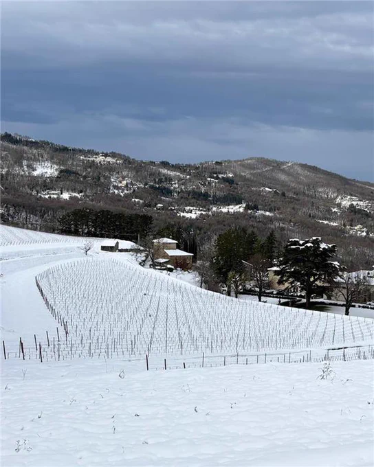 Snow-covered vineyard during a heavy snowfall, with rows of bare vines and wooden posts stretching into the distance, and dark evergreen branches framing the top of the scene.
