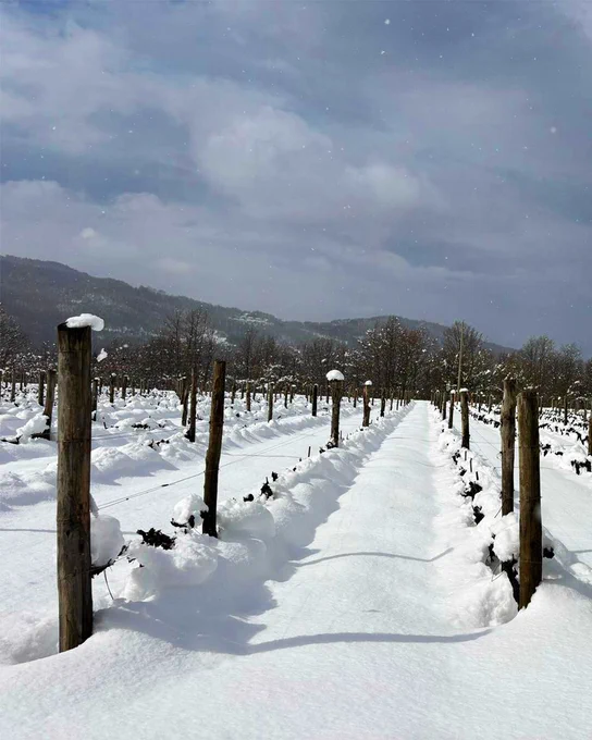 Snow-covered vineyard during a heavy snowfall, with rows of bare vines and wooden posts stretching into the distance, and dark evergreen branches framing the top of the scene.
