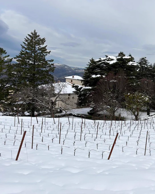 Snow-covered vineyard during a heavy snowfall, with rows of bare vines and wooden posts stretching into the distance, and dark evergreen branches framing the top of the scene.
