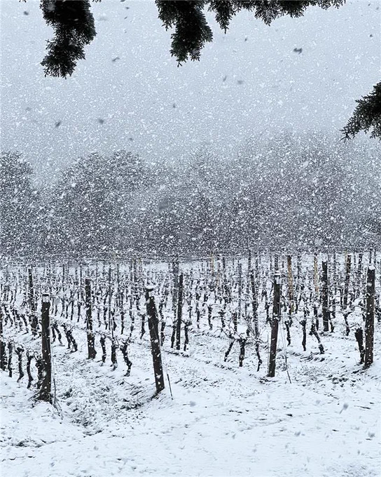 Snow-covered vineyard during a heavy snowfall, with rows of bare vines and wooden posts stretching into the distance, and dark evergreen branches framing the top of the scene.
