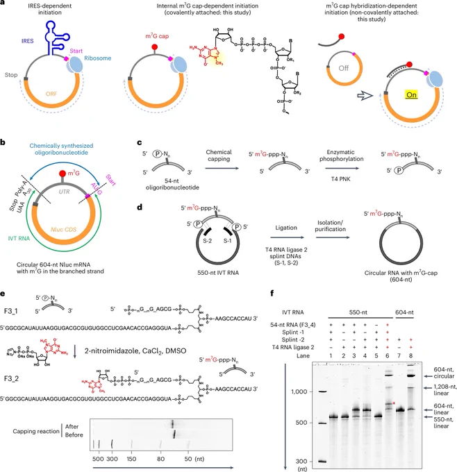 Fig. 1: Promotion of translation initiation on circular mRNA.