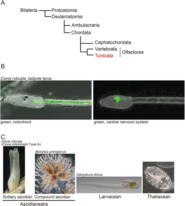 The subphylum Tunicata