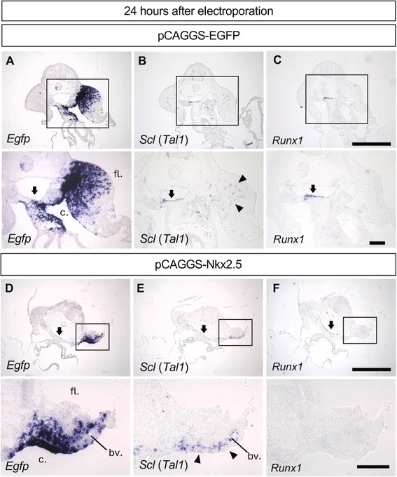 Increased expression of Scl is detected 24 h after Nkx2.5 overexpression, which was followed by vascular changes 48 h after electroporation