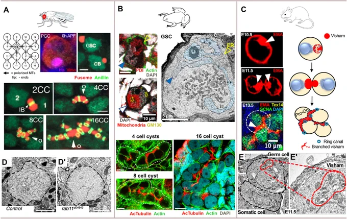 Polarized germline cysts are formed in Drosophila, Xenopus and mice