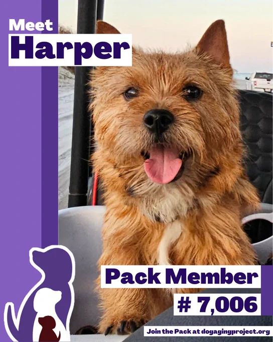 Pack Spotlight of Pack Member Harper, a brown terrier-type dog with its tongue out is sitting in a vehicle, looking directly at the camera. The background shows a beach and a light-colored sky. Text below reads Pack Member #7,006 - join the pack at dogagingproject.org