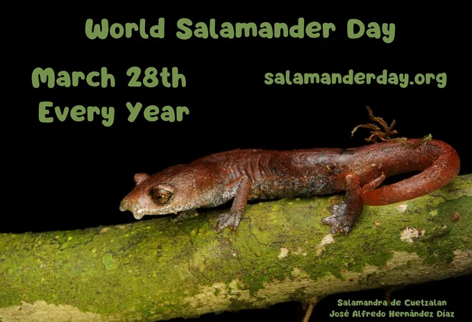 salamander