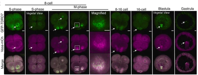 Localization of S. purpuratus TDRD7
