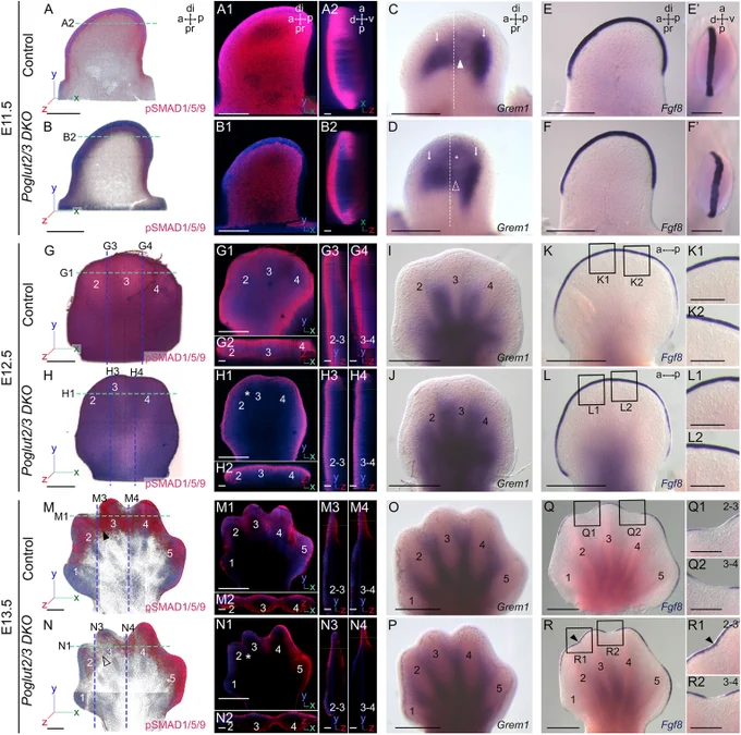 Reduced BMP signaling in Poglut2/3 DKO limb bud development