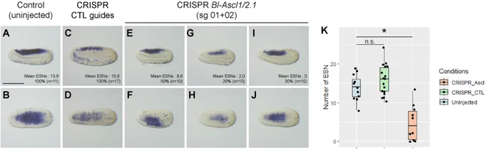 CRISPR/Cas9-mediated mutagenesis of Bl-Ascl1/2.1 induces a decrease of ESN in Branchiostoma lanceolatum 