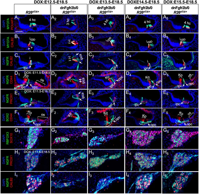 Critical periods for FGFR2b/1b ligands in controlling cochlear epithelial and ganglion development fall between E11.5-E13.5 and E11.5-E14.5, respectively