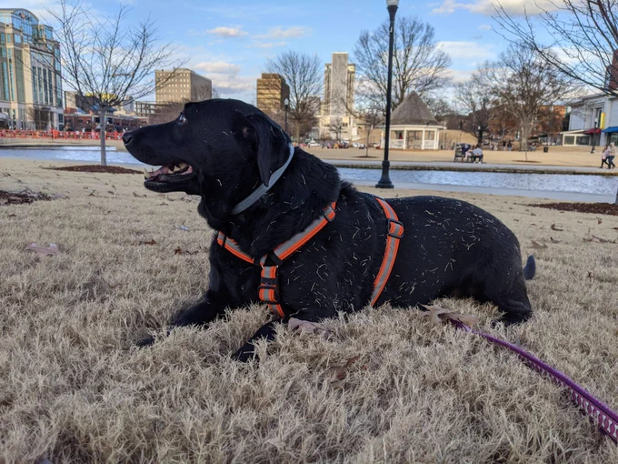 Photo of Delilah in the park