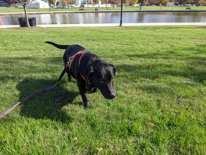 Another photo of Delilah in the park (a favorite spot)