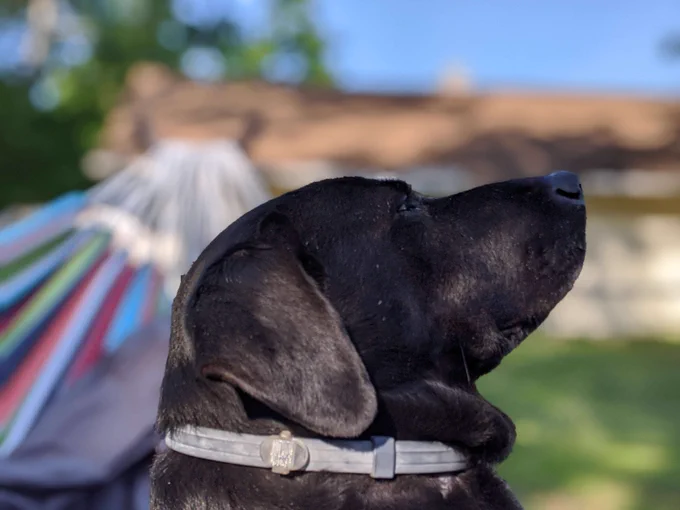 Photo of Delilah in the back yard