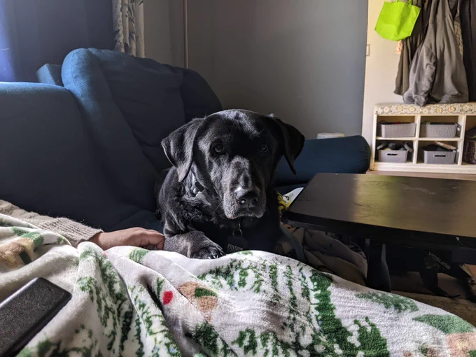 Photo of Delilah on the couch