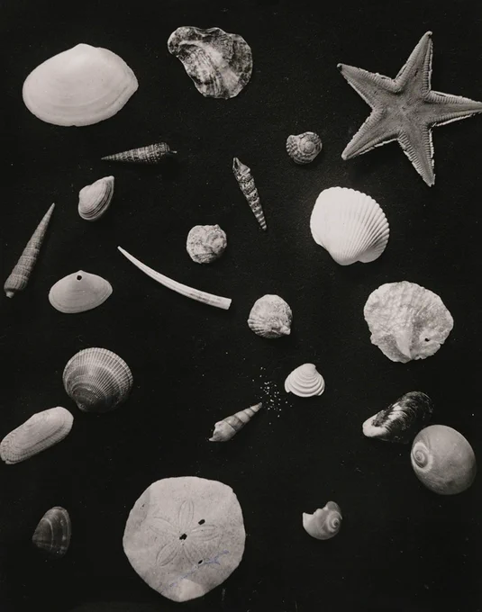 恩地孝四郎〈博物志〉より 1938-42年 ゼラチン・シルバー・プリント 東京都写真美術館蔵