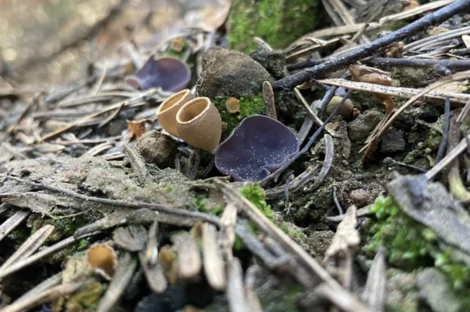 Image Source:
https://www.smithsonianmag.com/science-nature/these-charcoal-eating-fungi-flourish-after-fires-uncovering-their-genetic-secrets-could-help-rebuild-burned-ecosystems-180988336/

The fire-loving fungus Geopyxis, seen here in 2022, after California’s Caldor Fire, has distinctive brown cups with white rims.

Credit
Monika Fischer / UBC