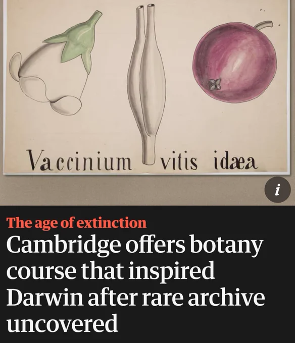 Image screengrab article from newspaper. Image of Vaccinium vitis idaea flower, fruit. For more informatio see: https://www.theguardian.com/environment/2026/mar/28/cambridge-university-botany-course-charles-darwin-john-stevens-henslow