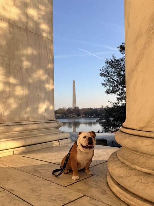 Jack sits by a column overlooking the Washington Monument