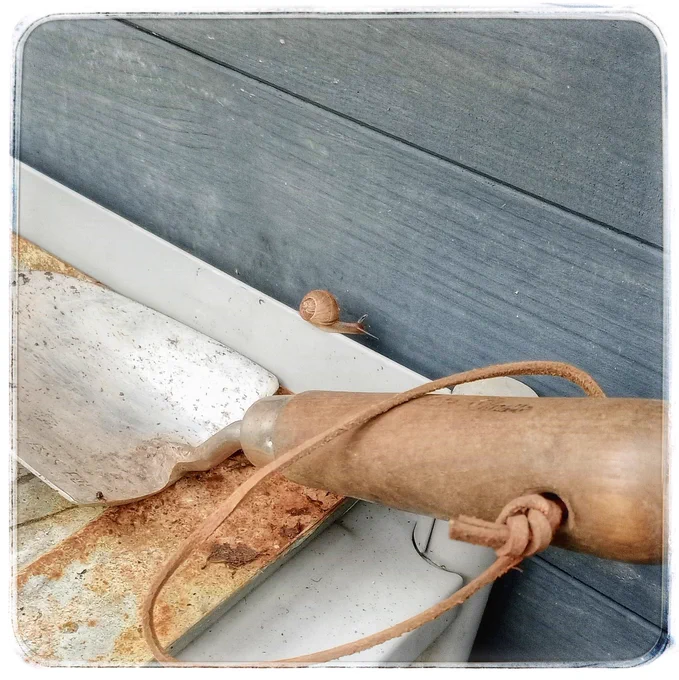 A little real snail wandering along the edge of the potting bench!