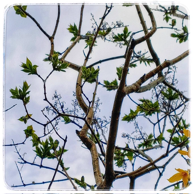 Green clusters of buds on a thick woody stem against a grey sky