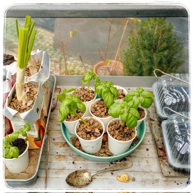 A cluttered potting bench of recycled pots & green growing plants, a small clay snail brooch at the front alongside the big fancy gardening spoon