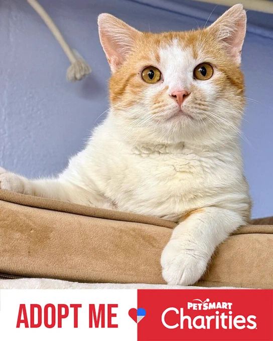 Close-up of a calm orange and white rescued cat named Charlie resting on a beige cushion against a light blue wall. Available for adoption through Lost Dog & Cat Rescue Foundation.