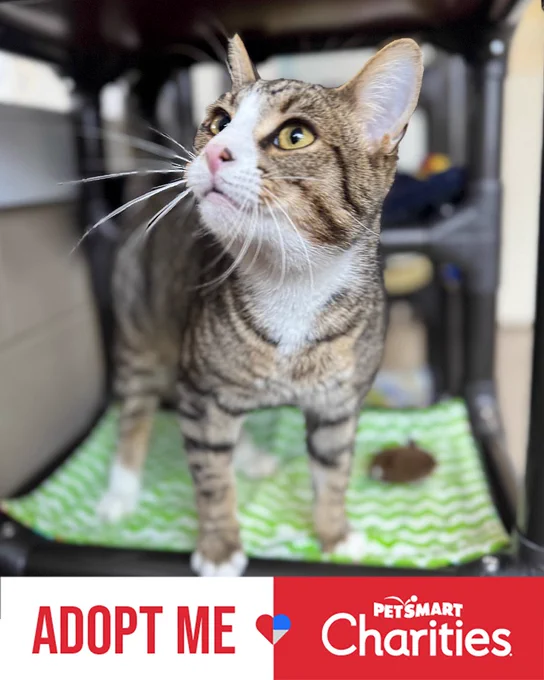 Tabby rescued cat with white paws and chest named Peru looking upward while standing on a green patterned blanket inside a shelter cage. Available for adoption through Lost Dog & Cat Rescue Foundation.