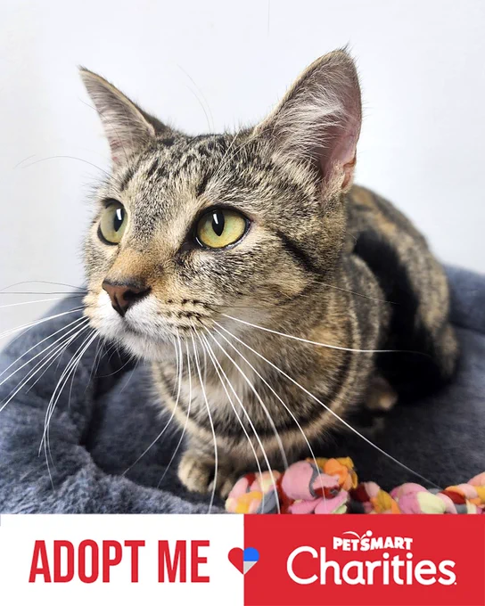 Close-up of a brown/grey tabby rescued cat with green eyes resting on a soft gray blanket beside colorful toys, looking attentively to the side. Available for adoption through Lost Dog & Cat Rescue Foundation.