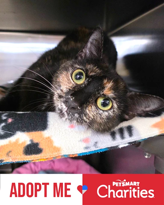 Close-up of a tortoiseshell rescued cat with bright green eyes named Bagheera resting on a patterned blanket in a shelter cage. Available for adoption through Lost Dog & Cat Rescue Foundation.