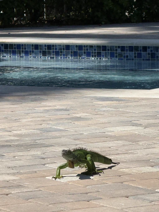 Iguana walking on pool deck