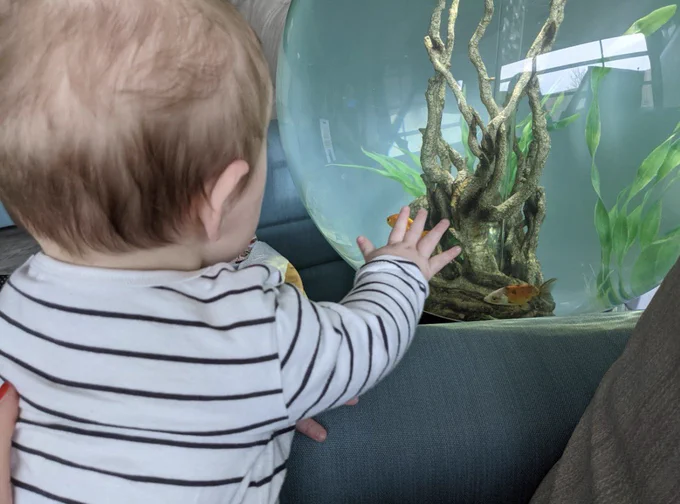 Baby Murphy inspecting the fish bowl.