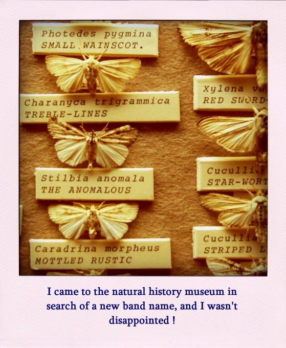 Photo of moths and butterflies with names such as The Anomolous, Treble-Lines and Starwart
