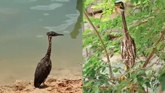 海南虎斑鳽是顴形目鷺科水鳥，有犁頭、黑冠、海南三種，原棲息於海南島，故取名海南鳽，因為極為罕見，海南鳽也被稱為「世界上最神祕的鳥」。