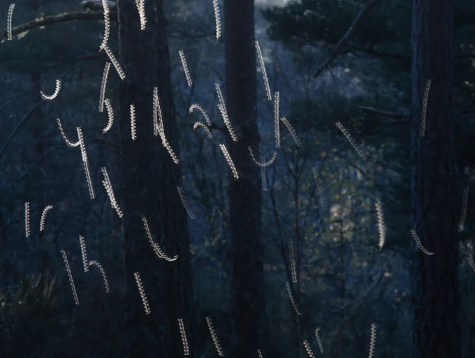 Dance of the Gnats © Toby Houlton, Scottish Nature Photographer of the Year 2025