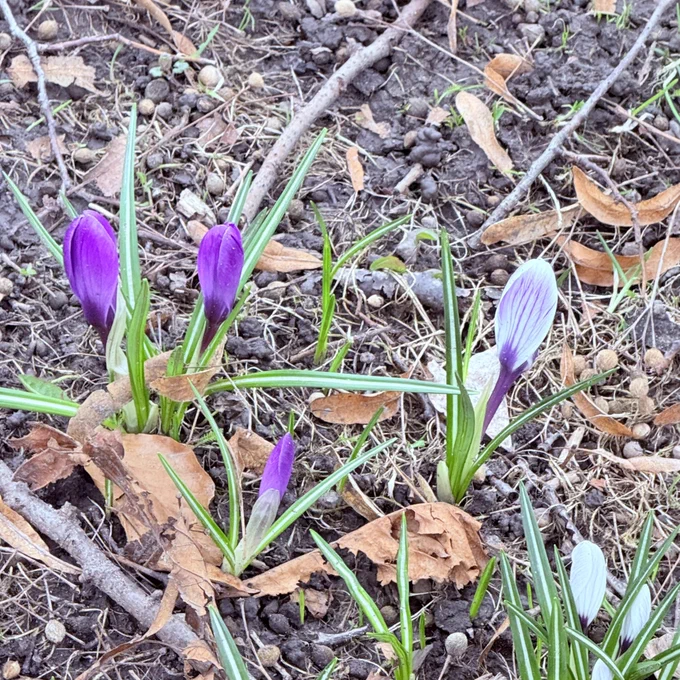 Spring flowers.