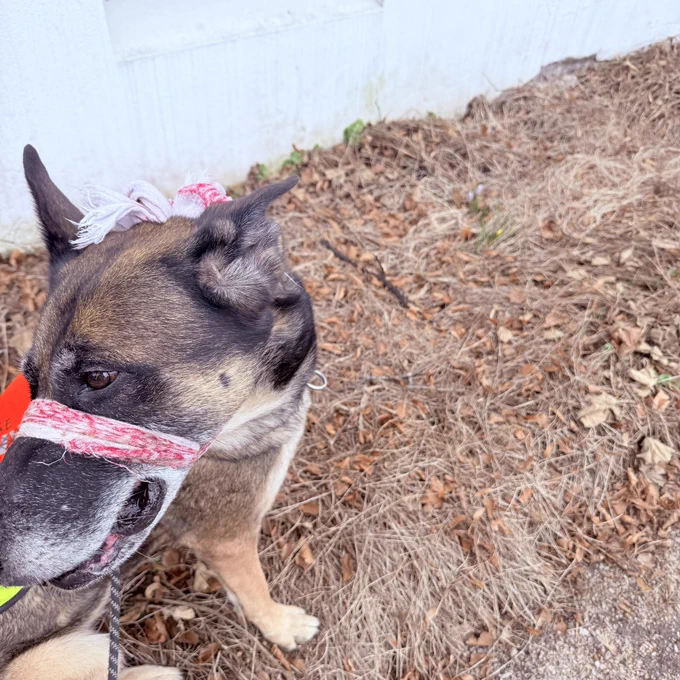... and a dog (Malinois named Trollheads Nessi)
