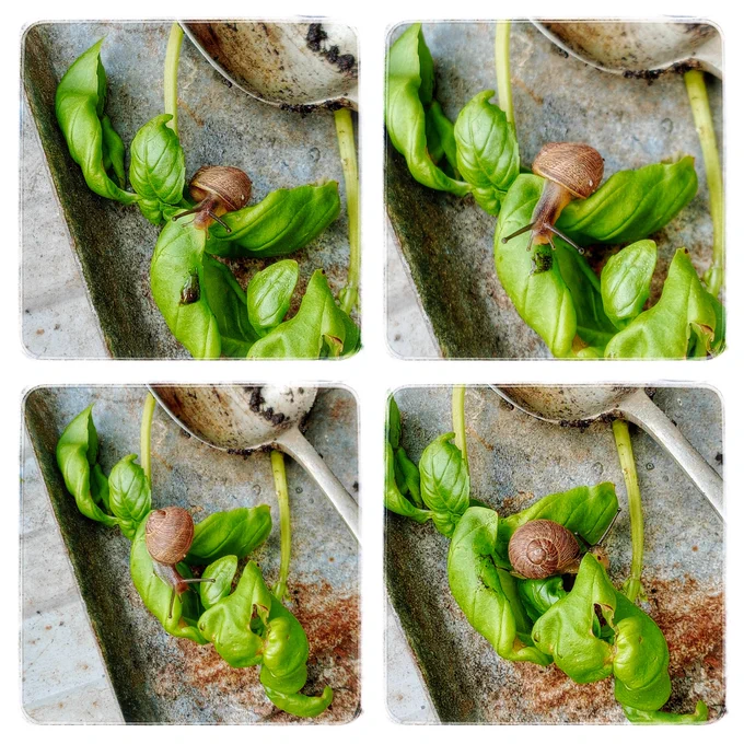 Four pictures showing a small snail climbing basil cuttings for to reach a soily splodge of water, drink it up, then adventure off, turning back at the last for a leafy chomp!