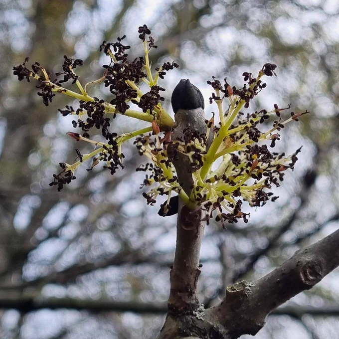 Central twig ending in big black bud typical of ash. Male flowers open surrounding it, feathery purple-black on pale yellow-green stems.  Out of focus branches in the background against grey sky. 