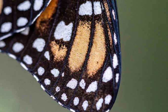 Close-up of a butterfly wing, displaying a pattern of orange, black, and white spots and stripes.