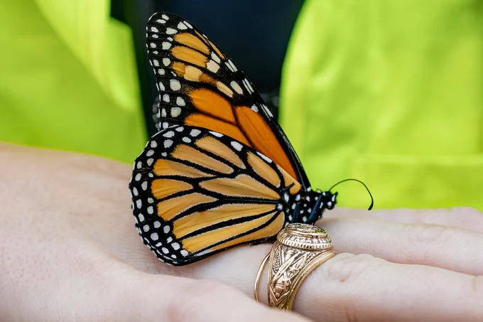 A monarch butterfly with orange and black wings rests on a hand adorned with an ornate gold ring.